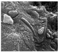 Unusual tube-like structural form that is less than 1/100th the width of a human hair in diameter, found in meteorite ALH84001