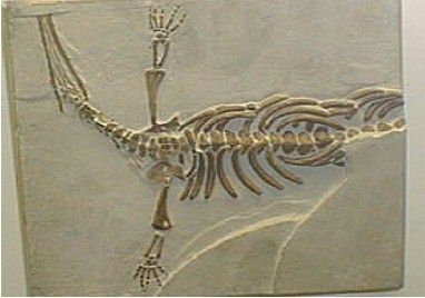 Mesosaurus, 45 cm long, with paddle-like feet and webbed toes